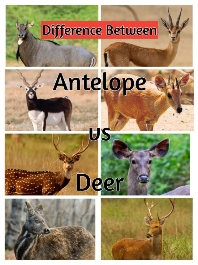 DIFFERENCE BETWEEN ANTELOPE AND DEER