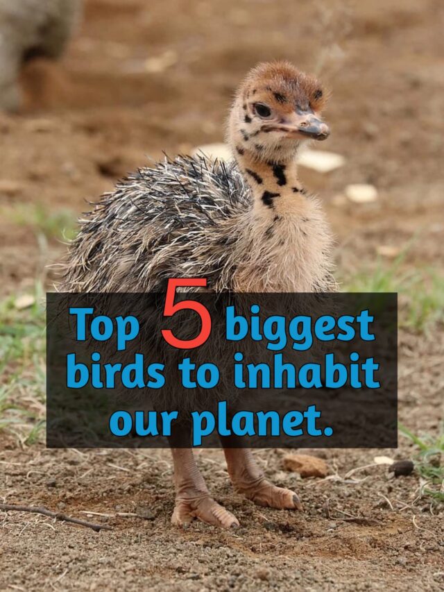 Top 5 biggest birds in world