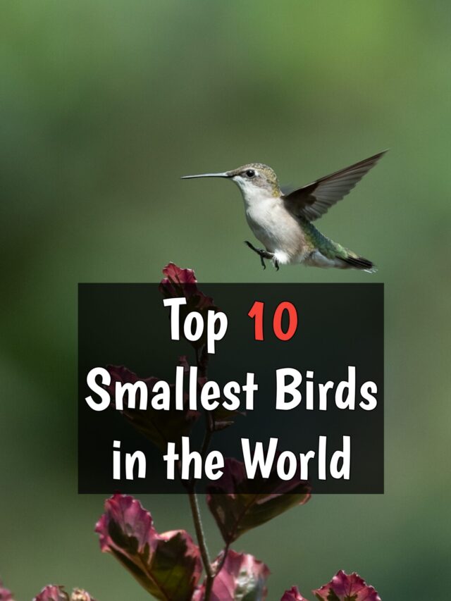 Top 10 Smallest birds in the world