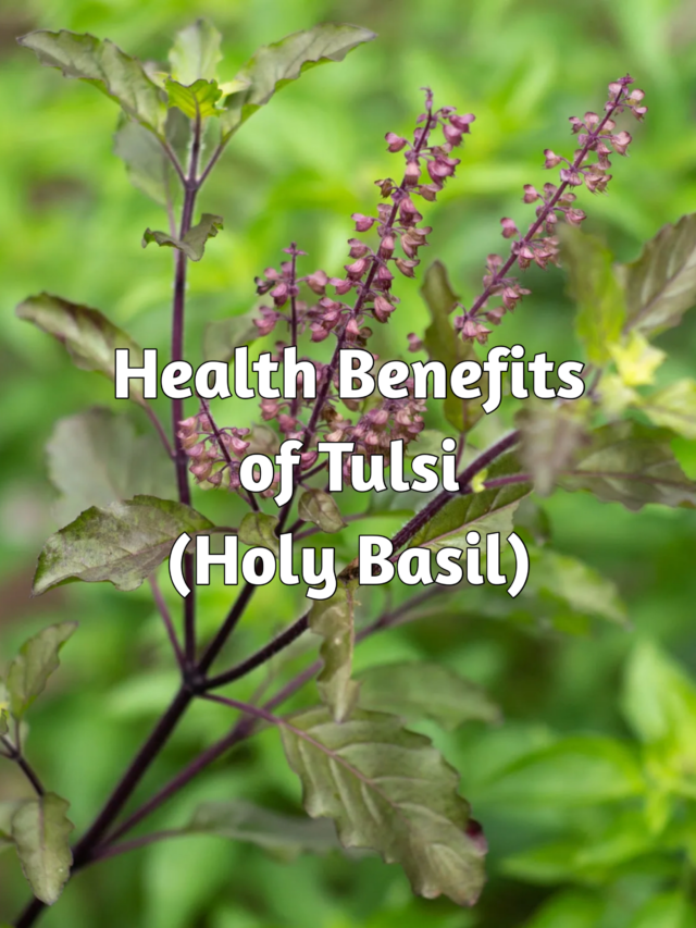 HEALTH BENEFITS OF TULSI  (HOLY BASIL)