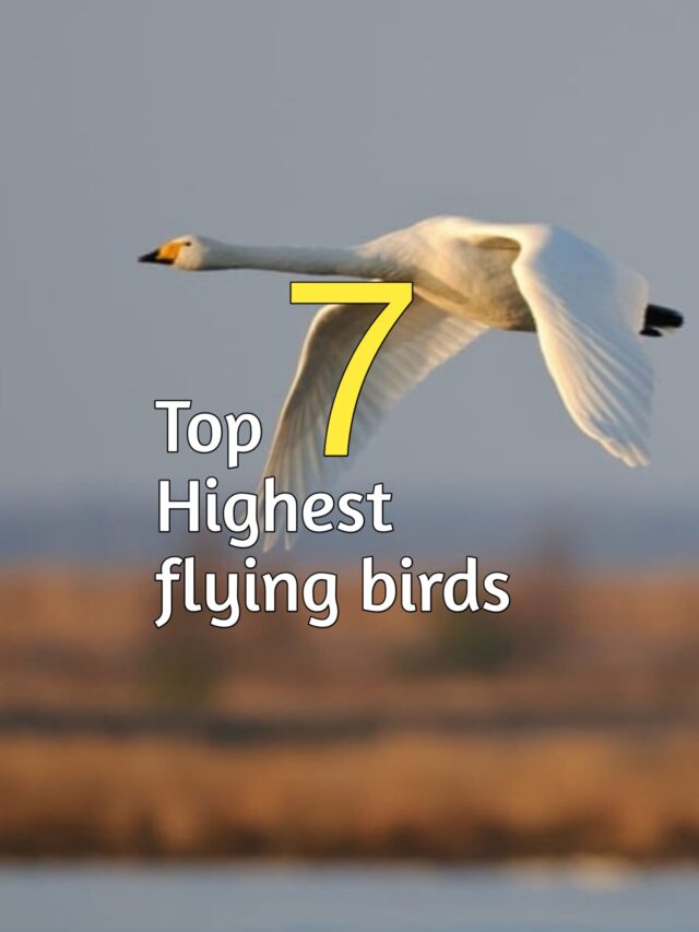 TOP SEVEN HIGHEST FLYING BIRDS