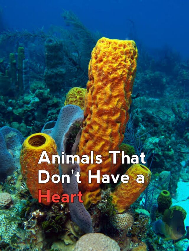 Animals That Don’t Have a Heart