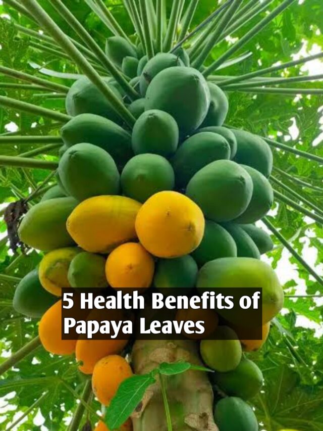 5 Health benefits of papaya leaves