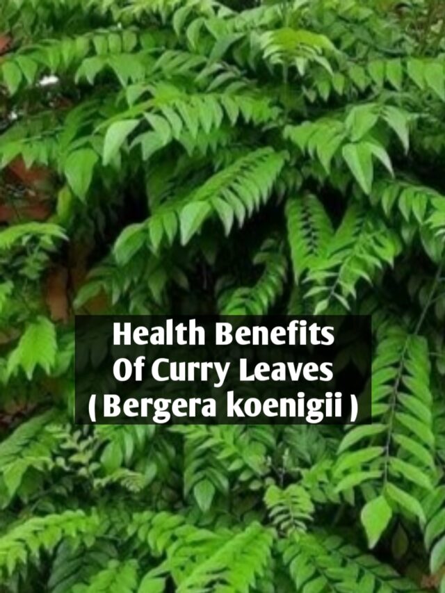 Health Benefits of Curry Leaves