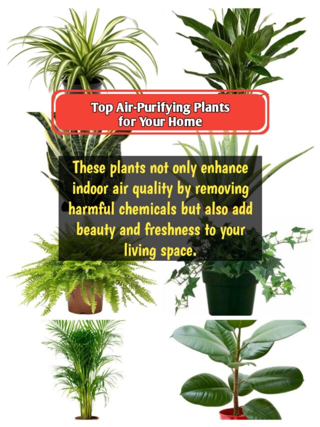 TOP AIR-PURIFYING PLANTS FOR YOUR HOME