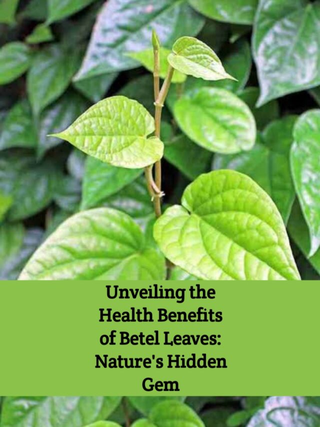 The Healing Power of Betel Leaf: Nature’s Remedy Revealed