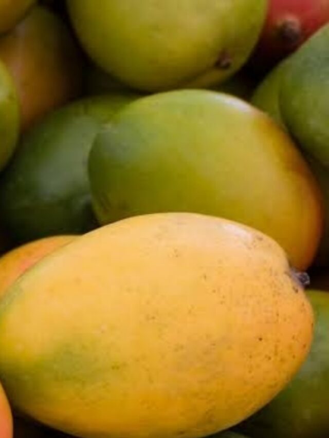 Mango: The King of Fruits and Its Benefits