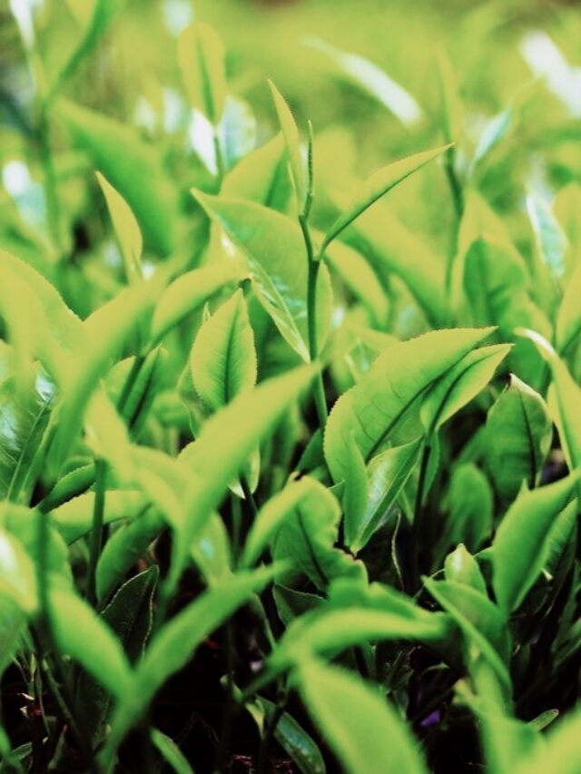 Health Risks of Excessive Tea Consumption.