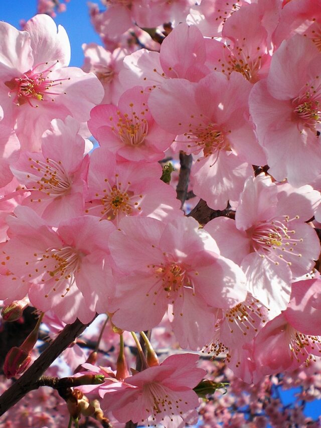 7 facts about Japanese Cherry Blossom Season