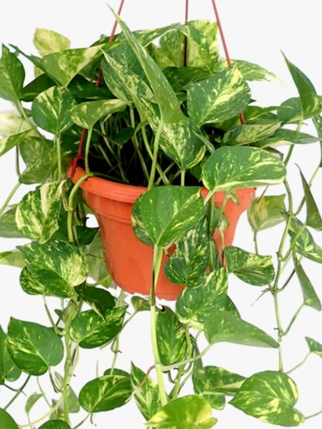 How to Grow and Care for a Money Plant at Home