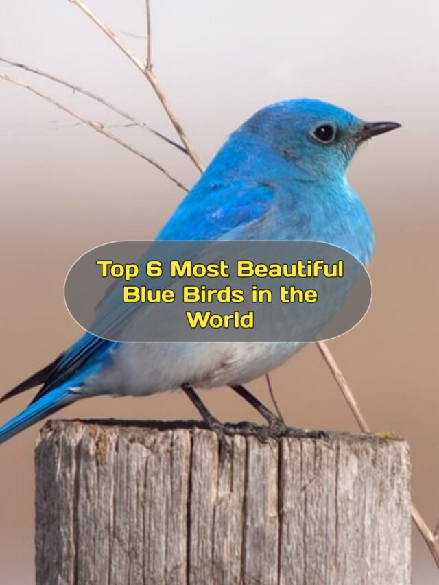Top 6 Most Beautiful Blue Birds in the World