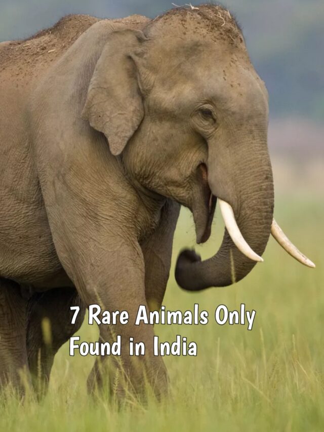 7 Rare Animals Only Found In India