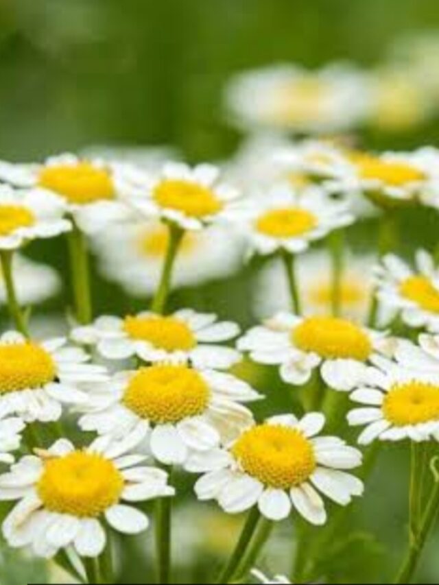 6 Herbs to boost Happiness