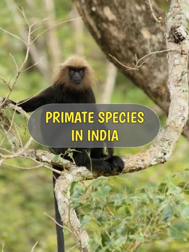 Primate Species in India