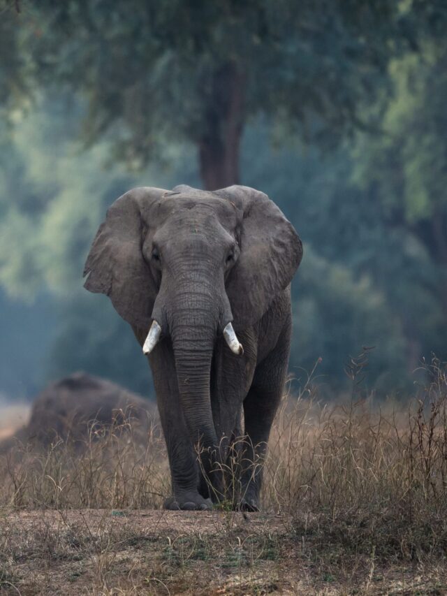 World Elephant Day: A Call to Protect the Gentle Giants